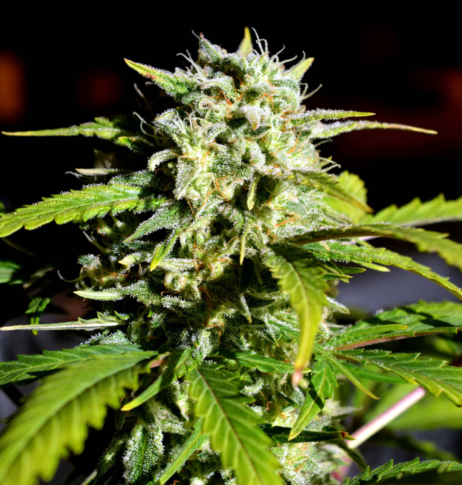 Super Lemon Haze (Lineage Genetics)