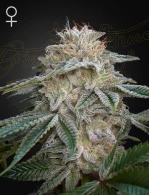 Super Lemon Haze x GMO