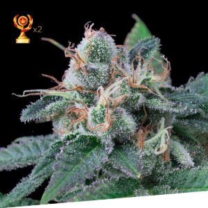 Super mandarina