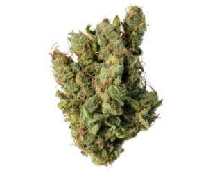 Super Silver Haze (Amsterdam Genetics)