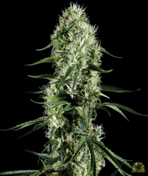 Super Silver Haze (Green House Seed)