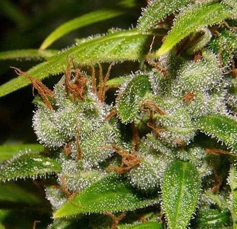 Super Silver Haze Reg. (Mr. Nice seeds)