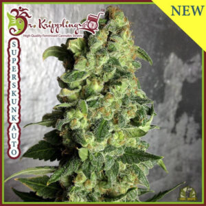 Super Skunk Auto (Dr Krippling Seeds)