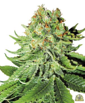 Super Skunk Automatic (Sensi Seeds)