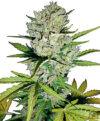 Super Skunk Automatic (White Label Seeds)