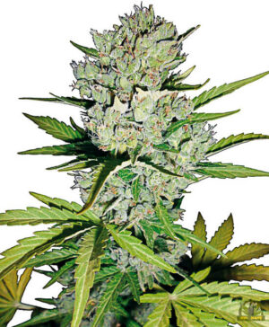 Super Skunk Automatic (White Label Seeds)