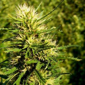 Super Skunk Auto (Nirvana Seeds)
