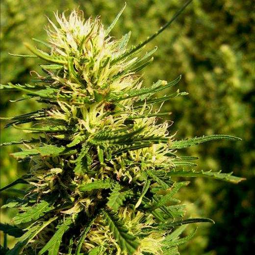Super Skunk Auto (Nirvana Seeds)