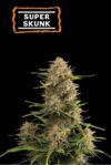 Super Skunk Auto (Seedstockers)
