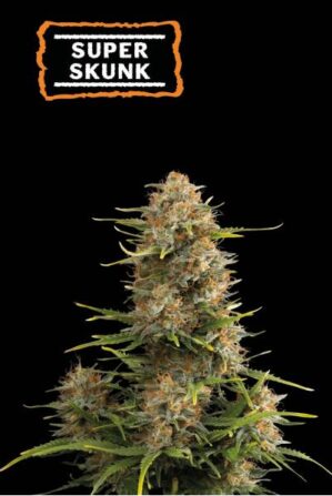 Super Skunk Auto (Seedstockers)