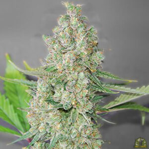 Super Skunk (G13 Labs)