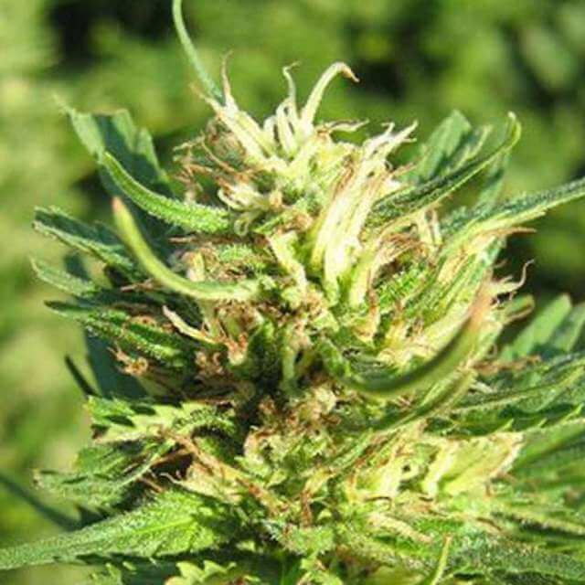 Super Skunk (Nirvana Seeds)