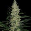Super Skunk Reg. (Spliff Seeds)