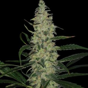 Super Skunk Reg. (Spliff Seeds)