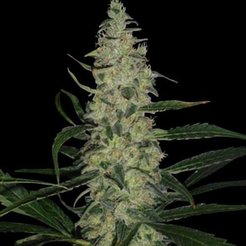 Super Skunk Reg. (Spliff Seeds)