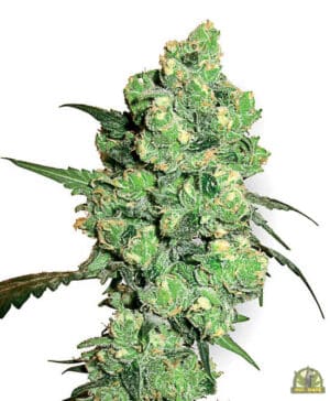 Super Skunk Reg. (White Label Seeds)