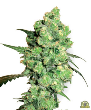 Super Skunk (Sensi Seeds)