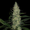Super Skunk (Spliff Seeds)