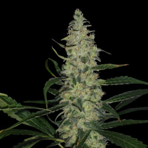 Super Skunk (Spliff Seeds)