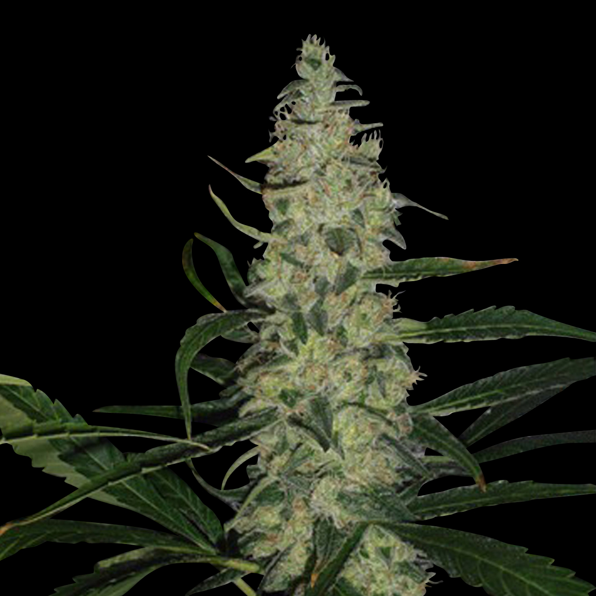 Super Skunk (Spliff Seeds)