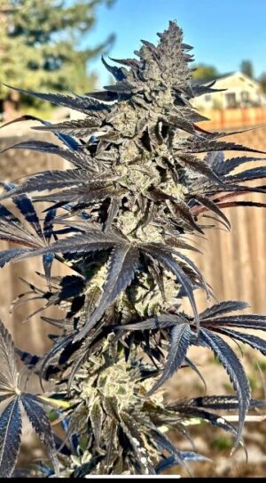 Super Sour Runtz