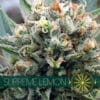 Supreme Lemon (Vision Seeds)