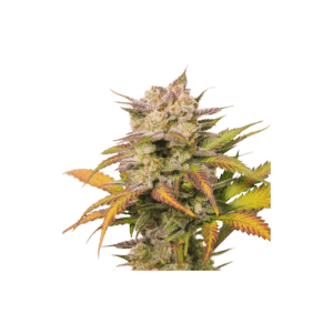 Sweet Bourbon Auto Kush