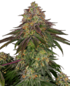 Sweet Cherry Kush