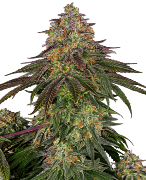 Sweet Cherry Kush