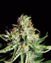 Sweet Cream XXL Auto