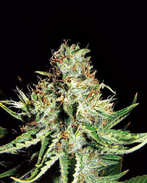 Sweet Cream XXL Auto