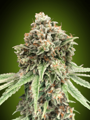 Sweet Critical FAST