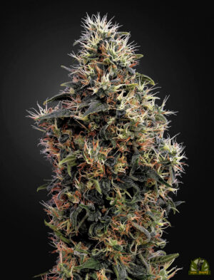 Sweet Mango Auto
