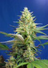 Sweet Pure Auto CBD
