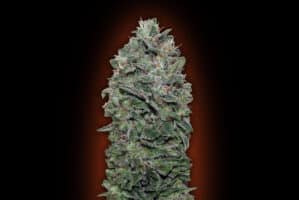 Sweet Somango (war Sweet Soma)
