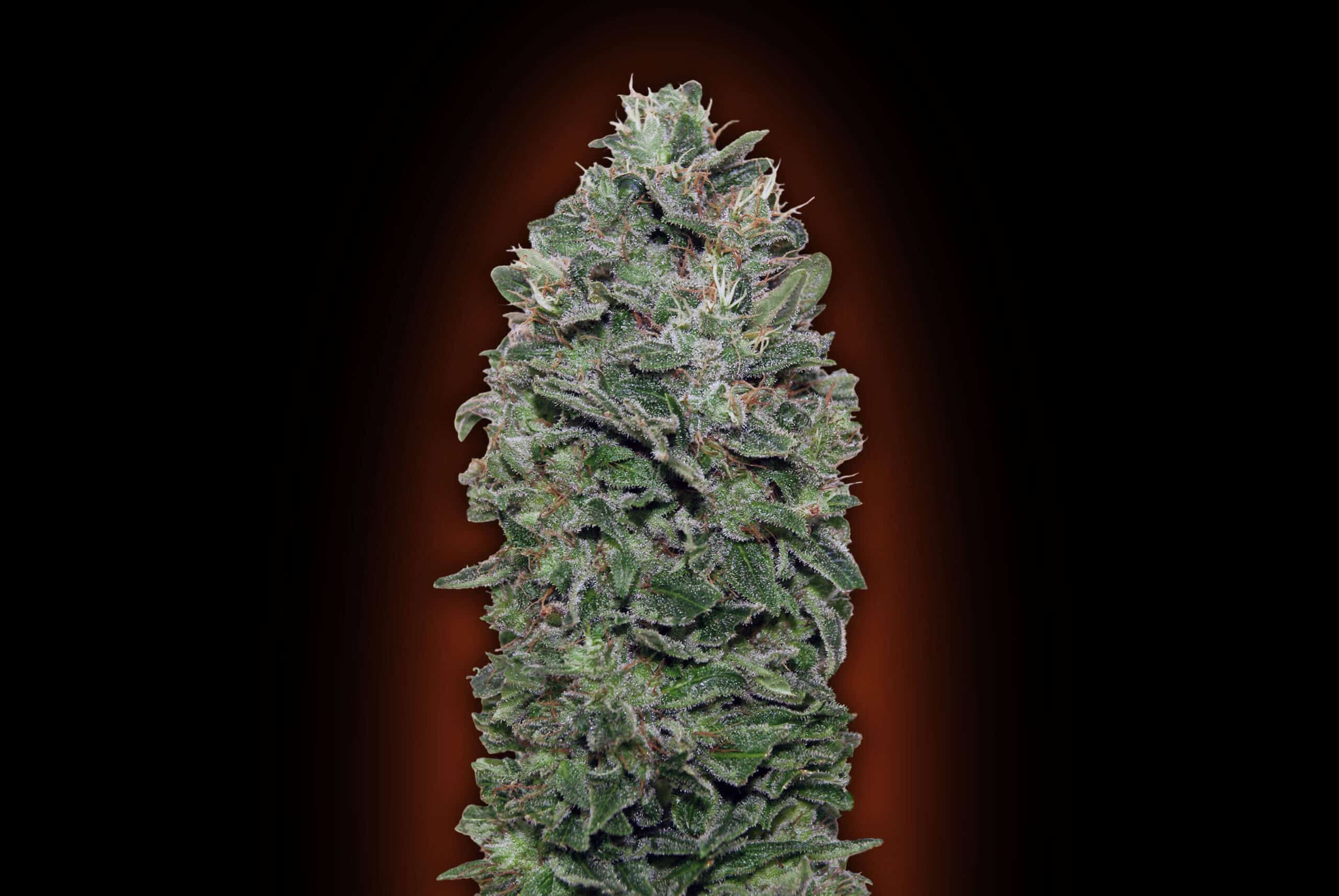 Sweet Somango (war Sweet Soma)