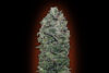 Sweet Somango (war Sweet Soma)