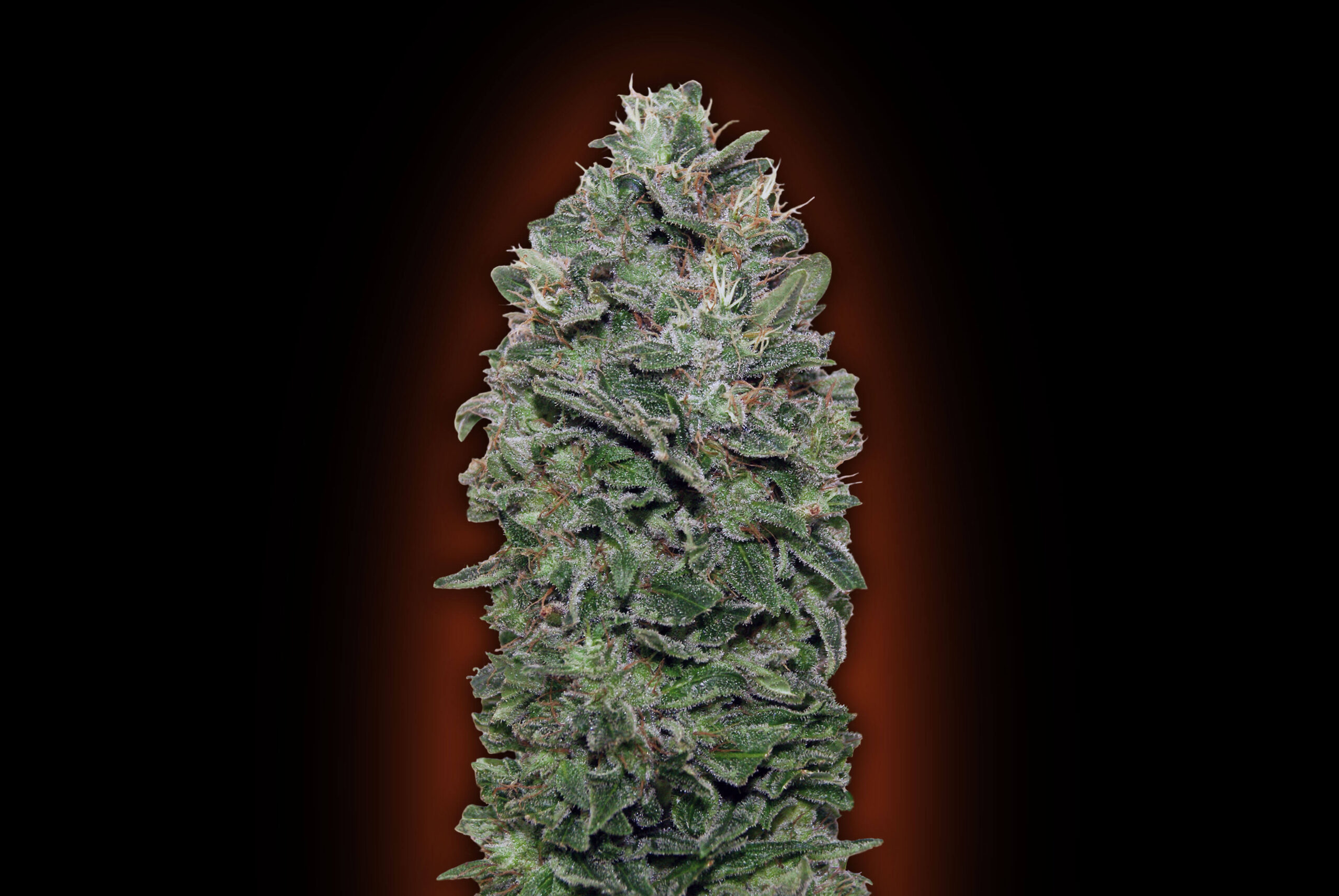 Sweet Somango (war Sweet Soma)