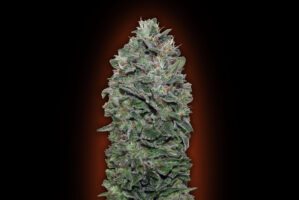Sweet Somango (war Sweet Soma)