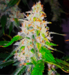 Sweet Tooth Auto (BSB Genetics)