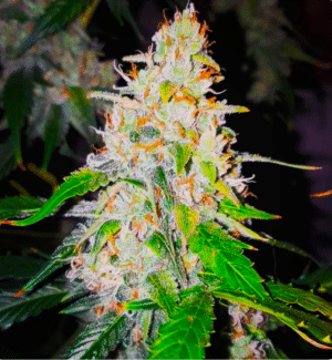 Sweet Tooth Auto (BSB Genetics)