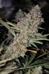 Sweet Tooth Express Auto