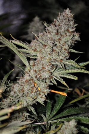 Sweet Tooth Express Auto