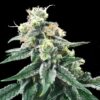 Swiss Miss Reg. (DNA Genetics Seeds)
