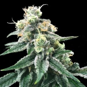 Swiss Miss Reg. (DNA Genetics Seeds)
