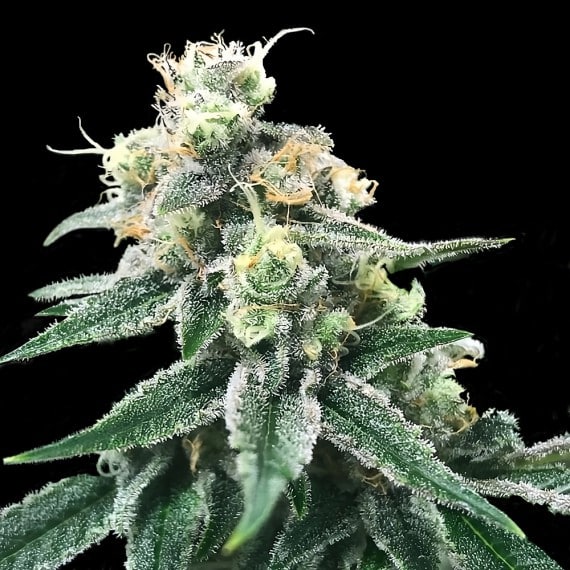 Swiss Miss Reg. (DNA Genetics Seeds)