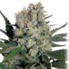 Syrup Auto
