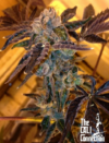 Tahoe OG Kush