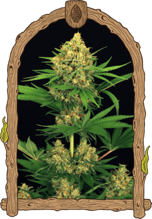 Tangerine Kush
