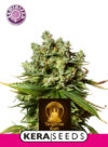 Tangerine Kush (Kera Seeds)